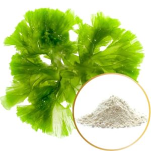 DHA Algae Powder