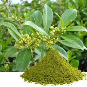 Gymnema Extract
