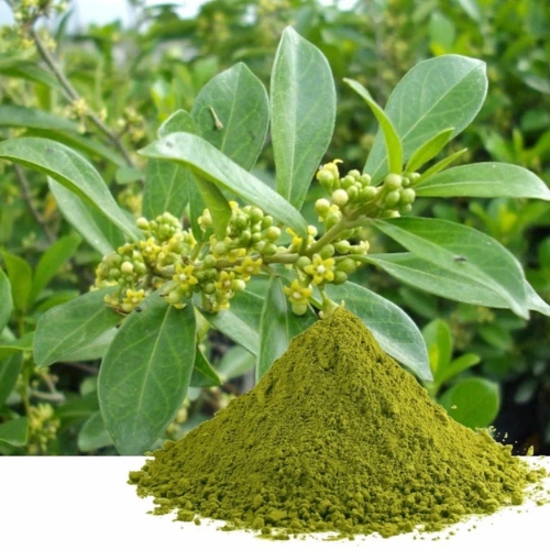 Gymnema Extract