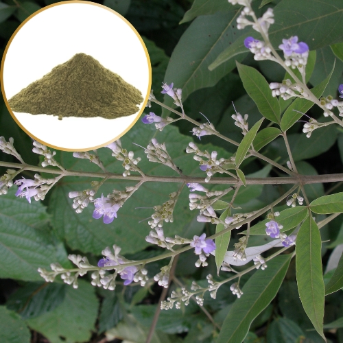 Vitex Negundo Extract