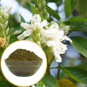 Vasaka Extract